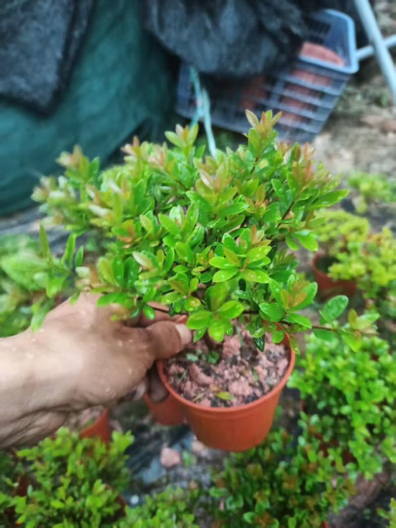 小叶赤楠盆景老桩树室内盆栽植物花卉办公室金丝楠木桌面小绿植
