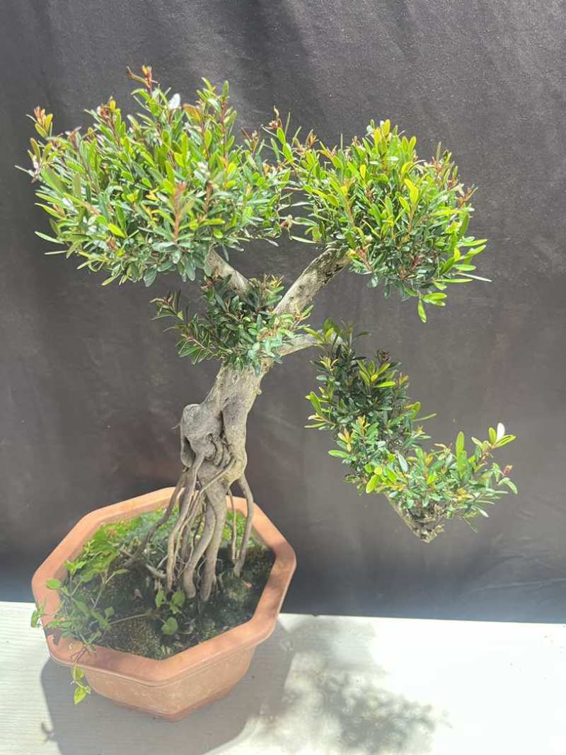小叶赤楠盆景老桩树室内盆栽植物花卉办公室金丝楠木桌面小绿植