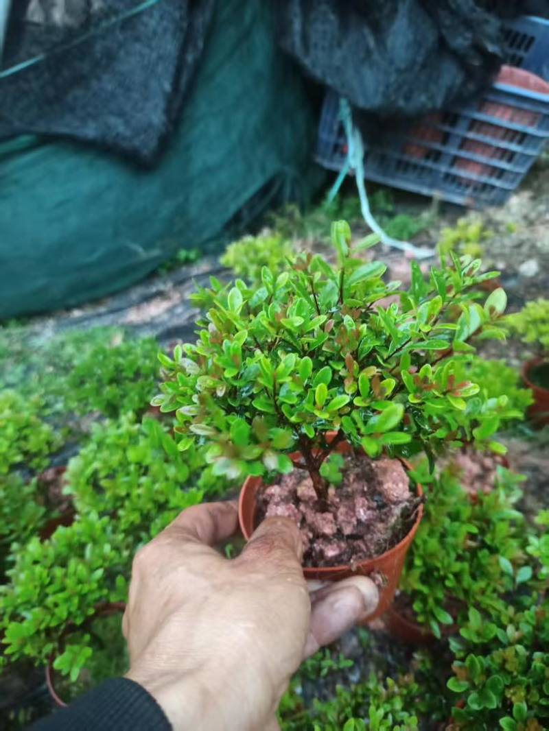 小叶赤楠盆景老桩树室内盆栽植物花卉办公室金丝楠木桌面小绿植