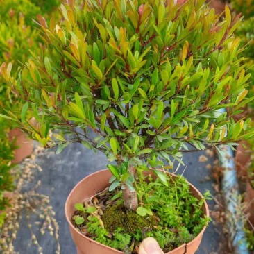 小叶赤楠盆景老桩树室内盆栽植物花卉办公室金丝楠木桌面小绿植