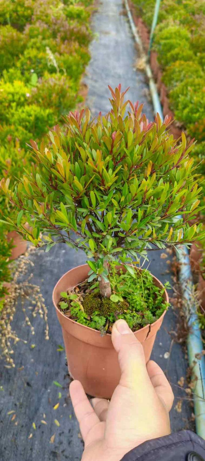 小叶赤楠盆景老桩树室内盆栽植物花卉办公室金丝楠木桌面小绿植