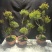 小叶赤楠盆景老桩树室内盆栽植物花卉办公室金丝楠木桌面小绿植