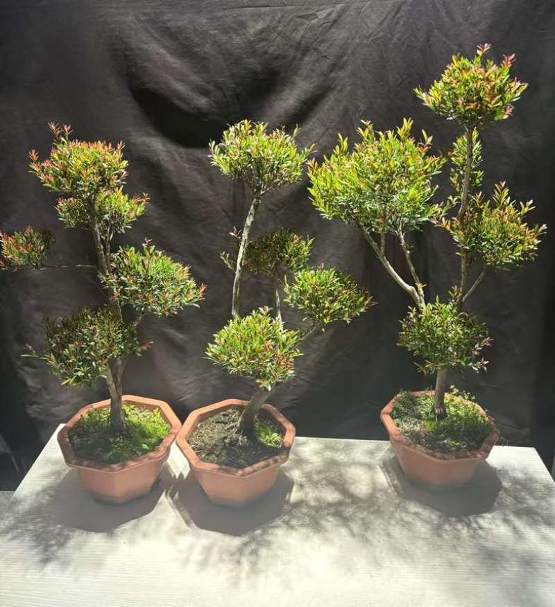 小叶赤楠盆景老桩树室内盆栽植物花卉办公室金丝楠木桌面小绿植