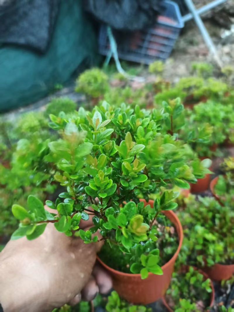 小叶赤楠盆景老桩树室内盆栽植物花卉办公室金丝楠木桌面小绿植