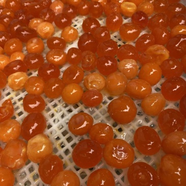 咸鸭蛋黄，广西红树林海鸭咸蛋黄，烘培糕点馅料
