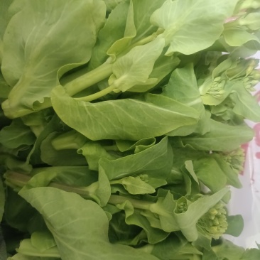 新鲜现摘白菜苔