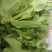 新鲜现摘白菜苔