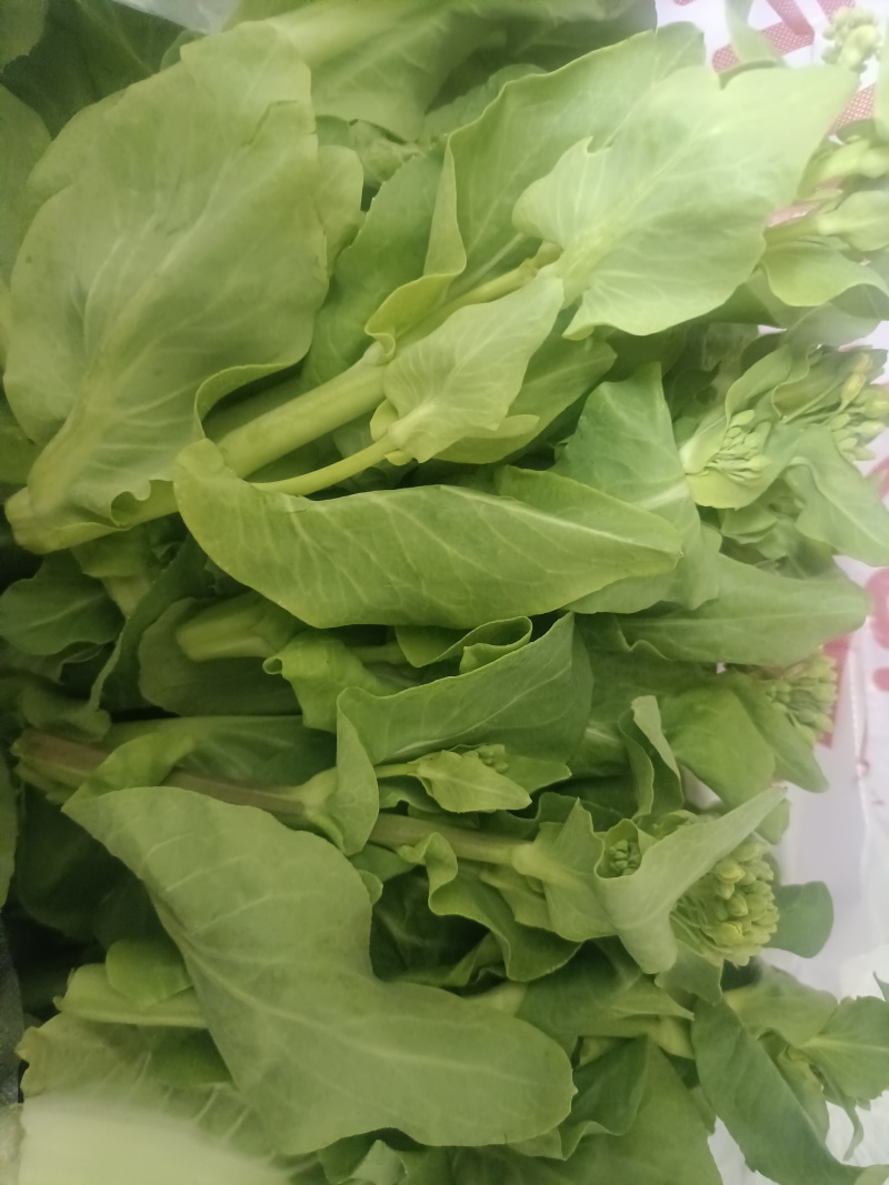 新鲜现摘白菜苔
