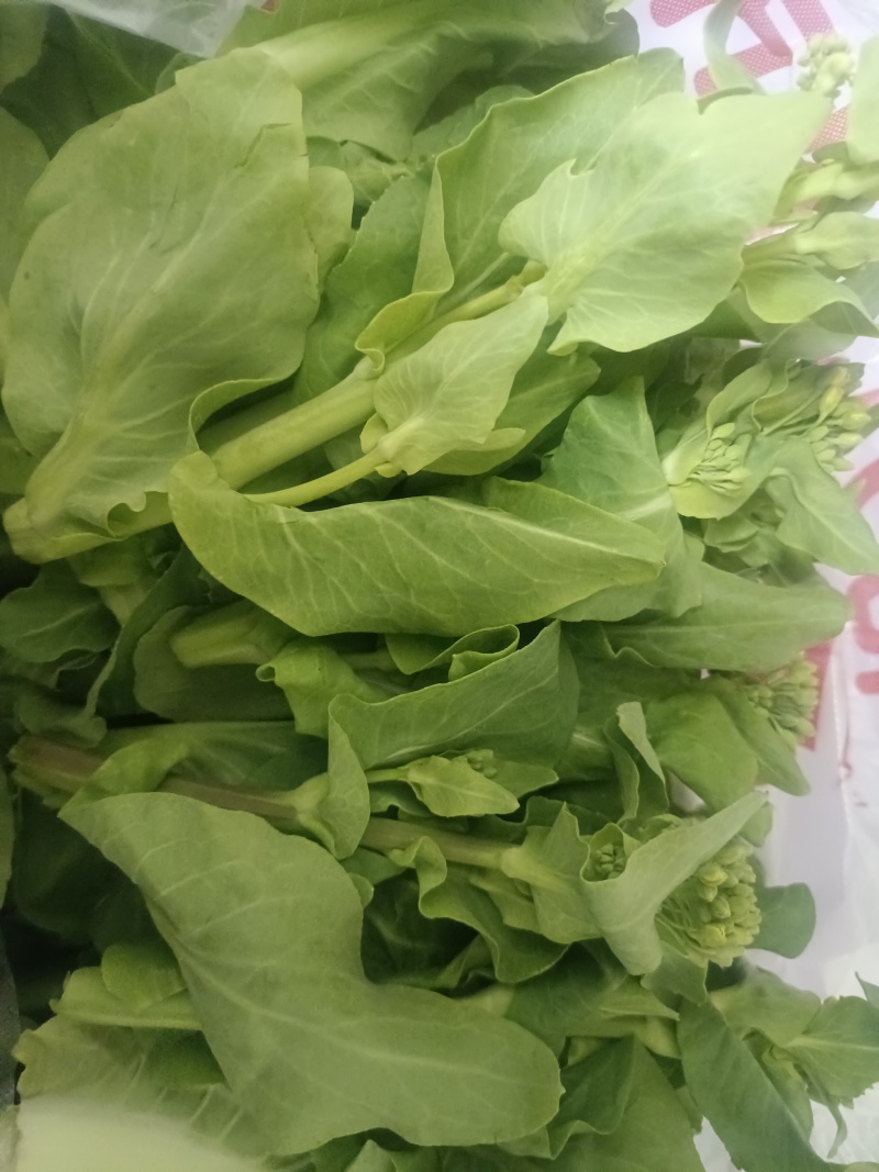 新鲜现摘白菜苔