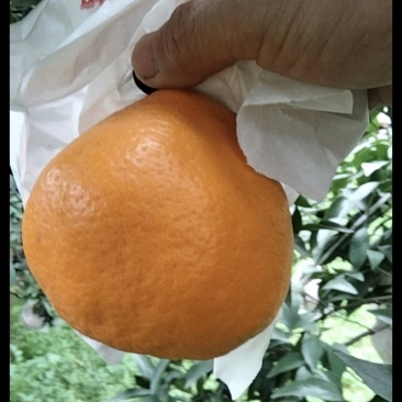 耙耙柑