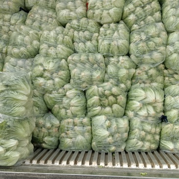 精品生菜
