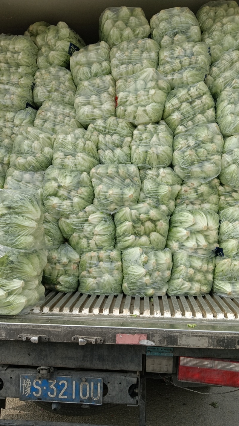 精品生菜