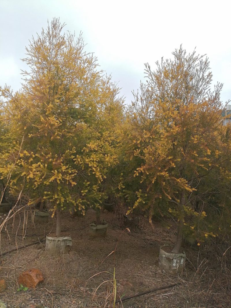 黄金香柳基地直销大量供应，联系我请说在一亩田