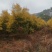 黄金香柳基地直销大量供应，联系我请说在一亩田