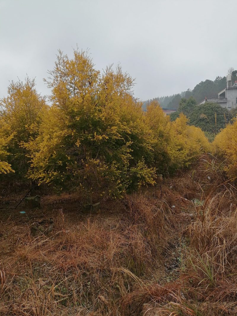 黄金香柳基地直销大量供应，联系我请说在一亩田
