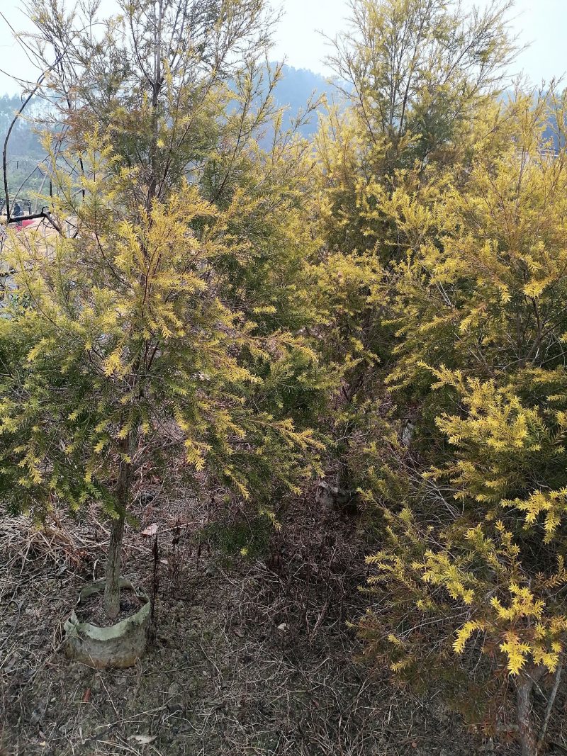黄金香柳基地直销大量供应，联系我请说在一亩田