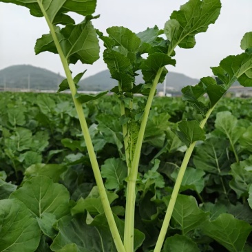 板蓝根青菜/板小青，一款火爆全网的菜品，大卖！
