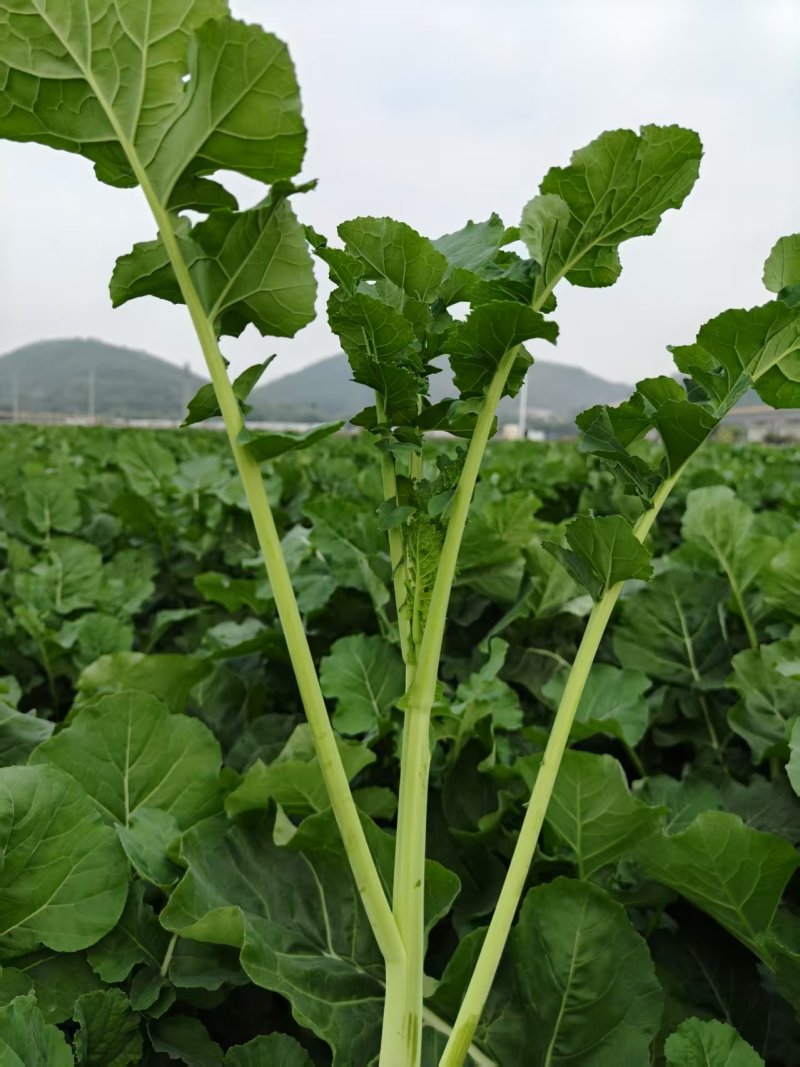 板蓝根青菜/板小青，一款火爆全网的菜品，大卖！