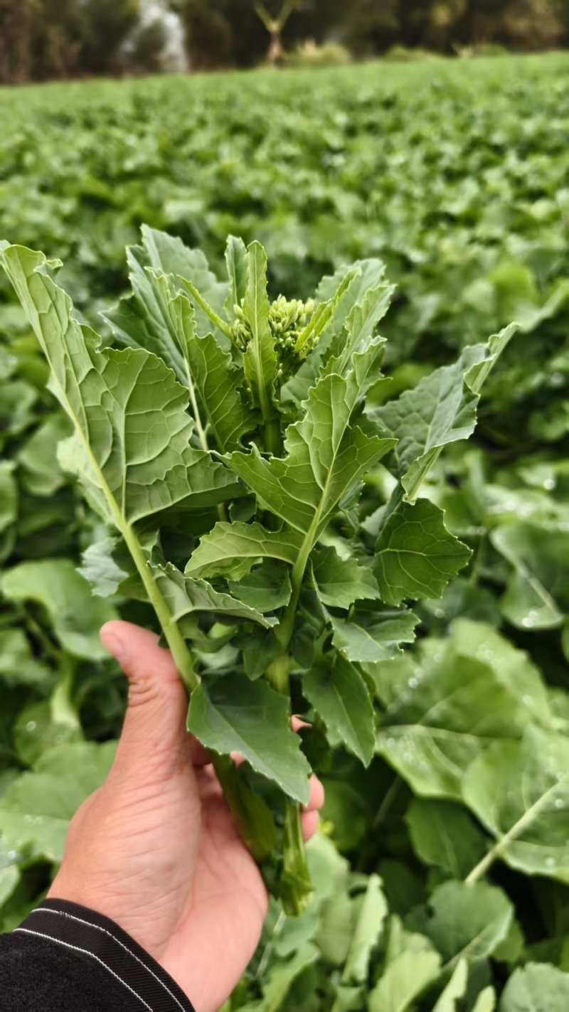 板蓝根青菜/板小青，一款火爆全网的菜品，大卖！