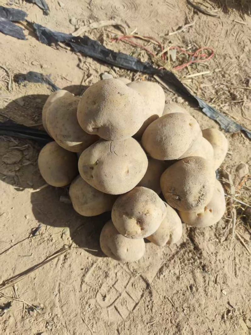 甘肃精品土豆大量供应，黄心土豆，货源充足需要的客户来