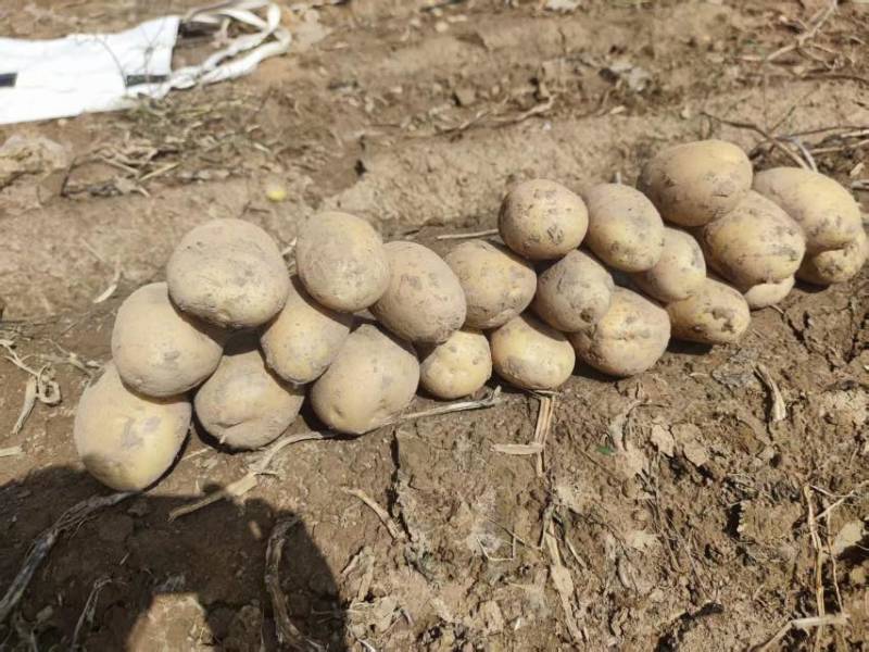 甘肃精品土豆大量供应，黄心土豆，货源充足需要的客户来