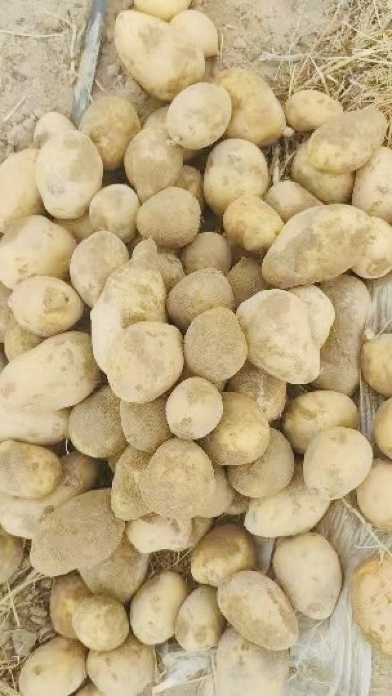 甘肃精品土豆大量供应，黄心土豆，货源充足需要的客户来