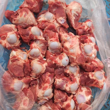 多肉猪棒骨大量现货量大从优