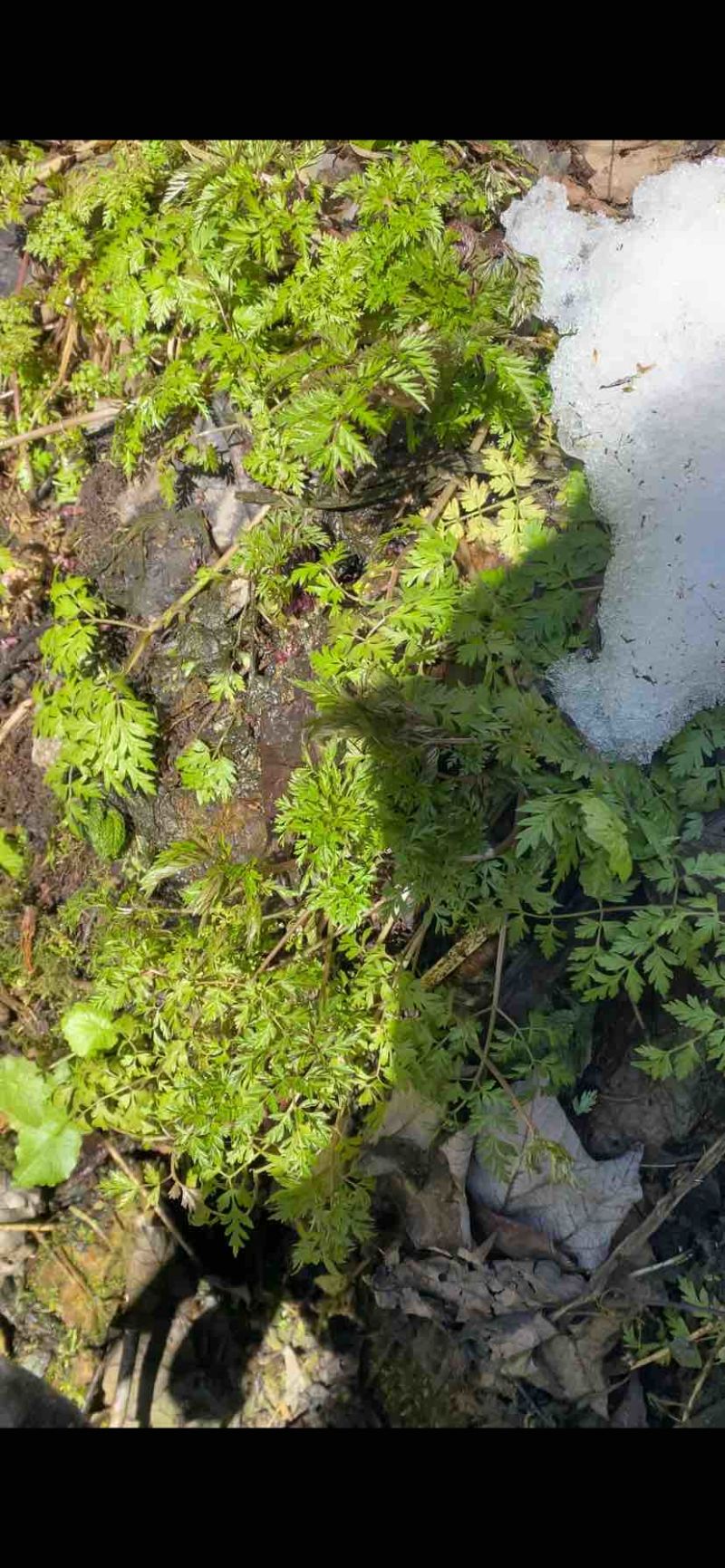 野生峨参苗，土田七苗，大量供应。可以发样品