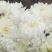 白菊花，黄菊花。常年批发全国发货