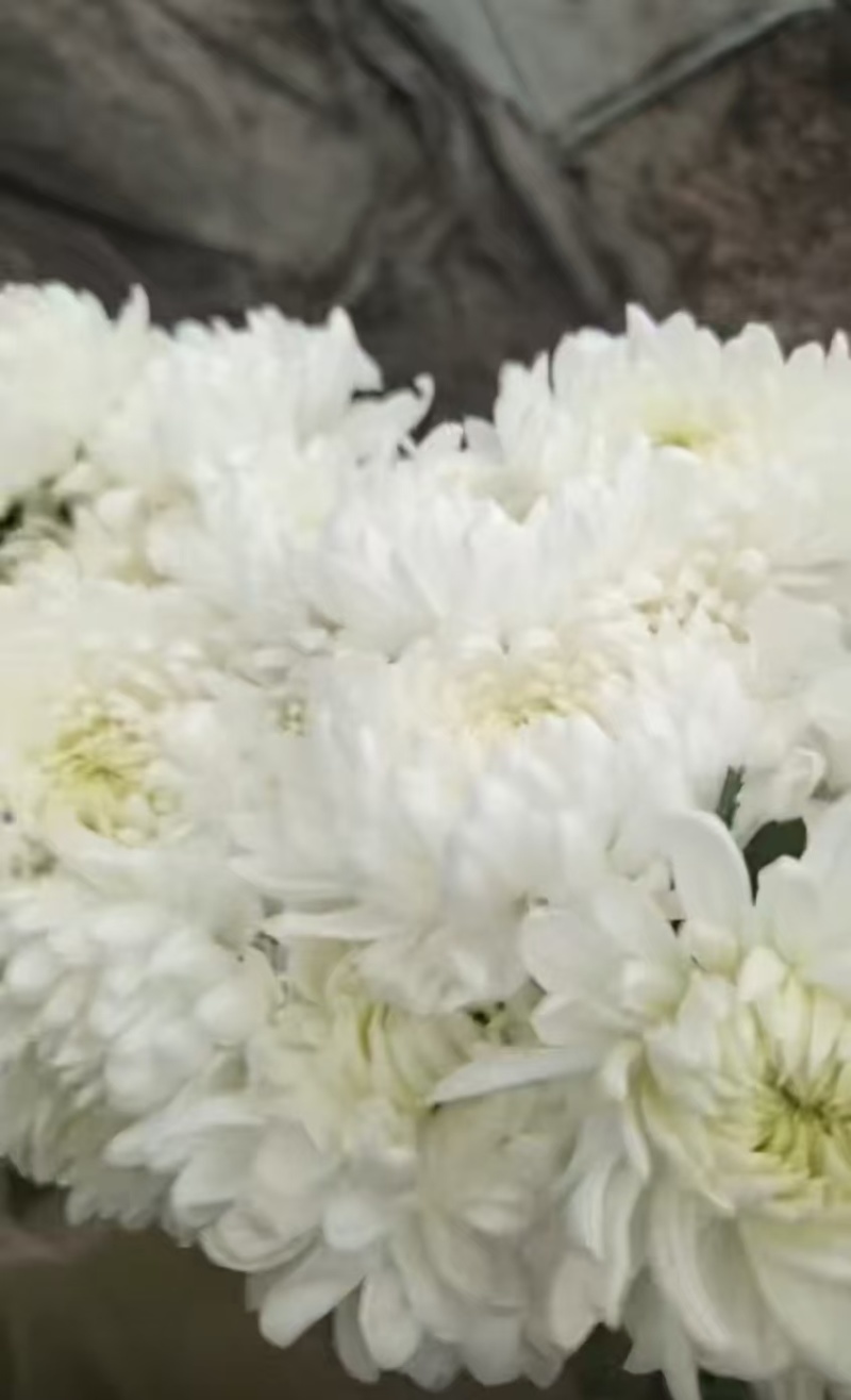 白菊花，黄菊花。常年批发全国发货