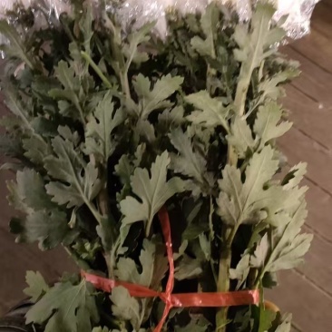 白菊花，黄菊花。常年批发全国发货