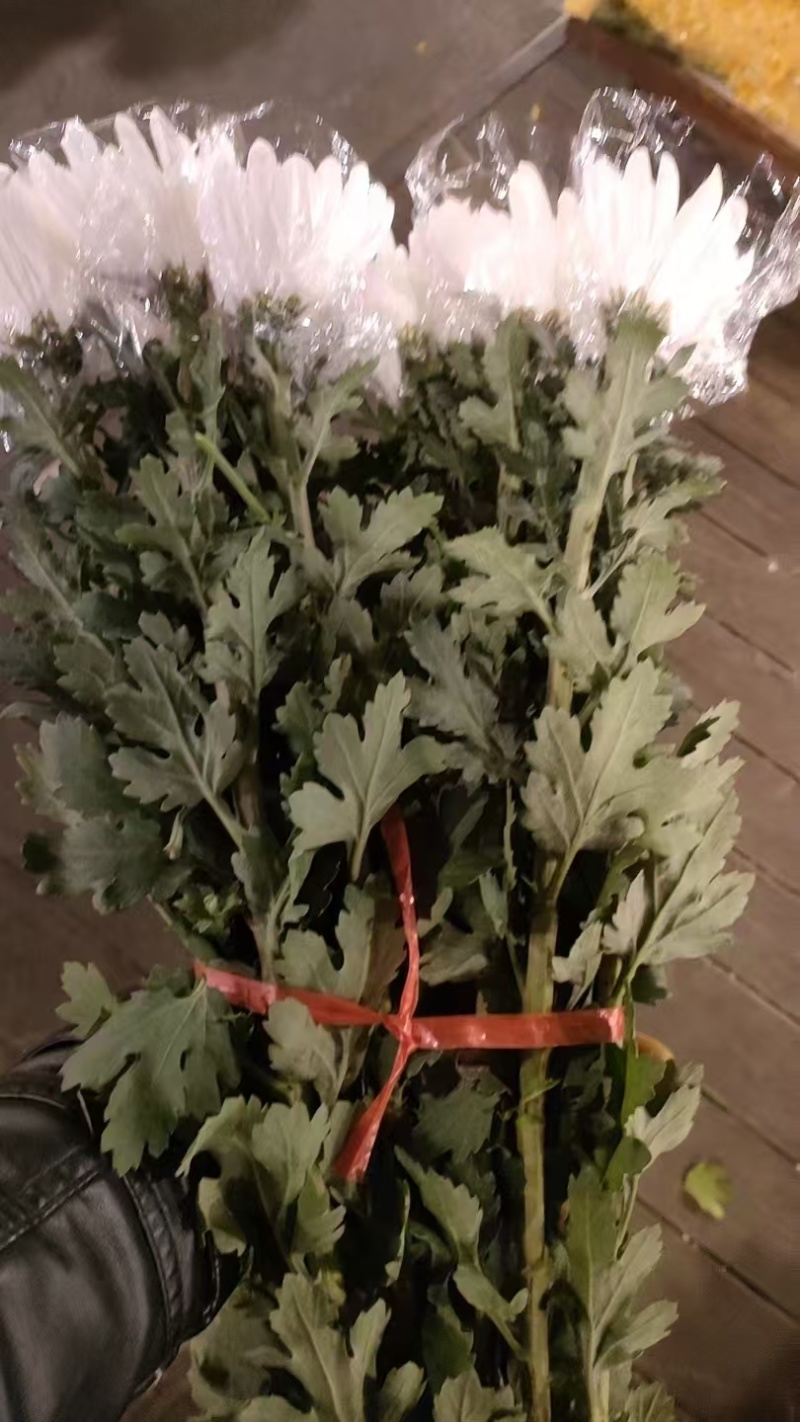 白菊花，黄菊花。常年批发全国发货