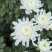 白菊花，黄菊花。常年批发全国发货