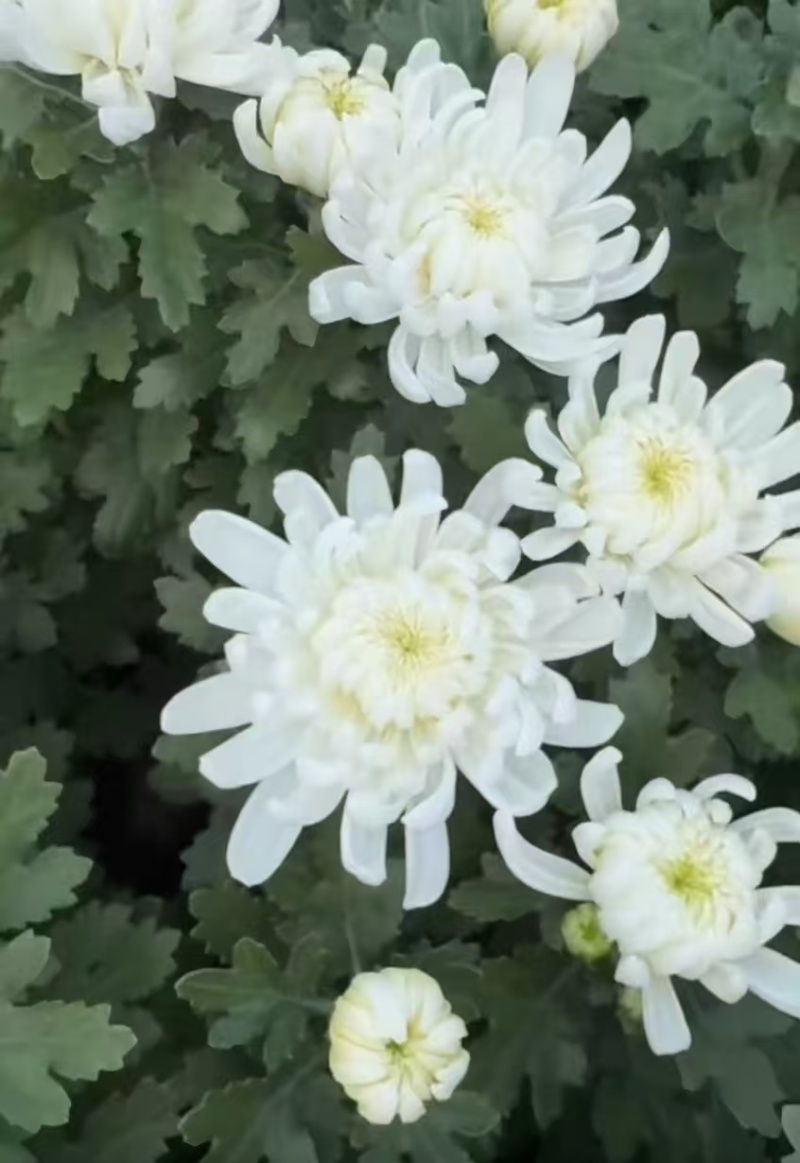 白菊花，黄菊花。常年批发全国发货