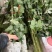 白菊花，黄菊花。常年批发全国发货