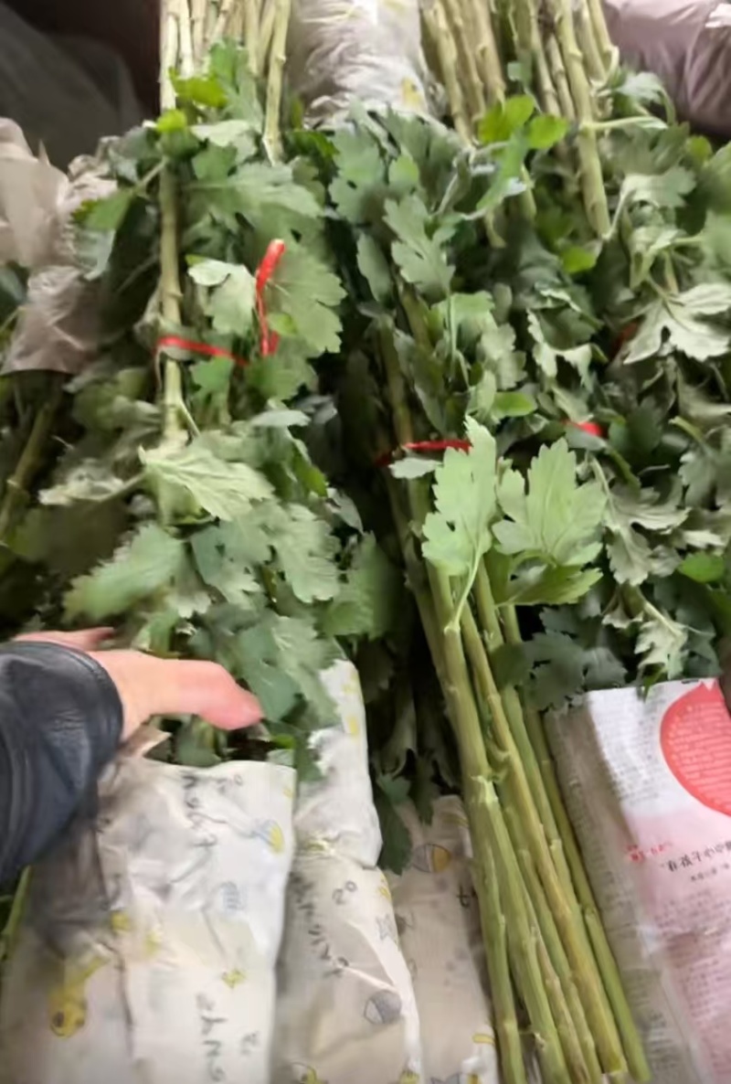 白菊花，黄菊花。常年批发全国发货