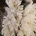 白菊花，黄菊花。常年批发全国发货