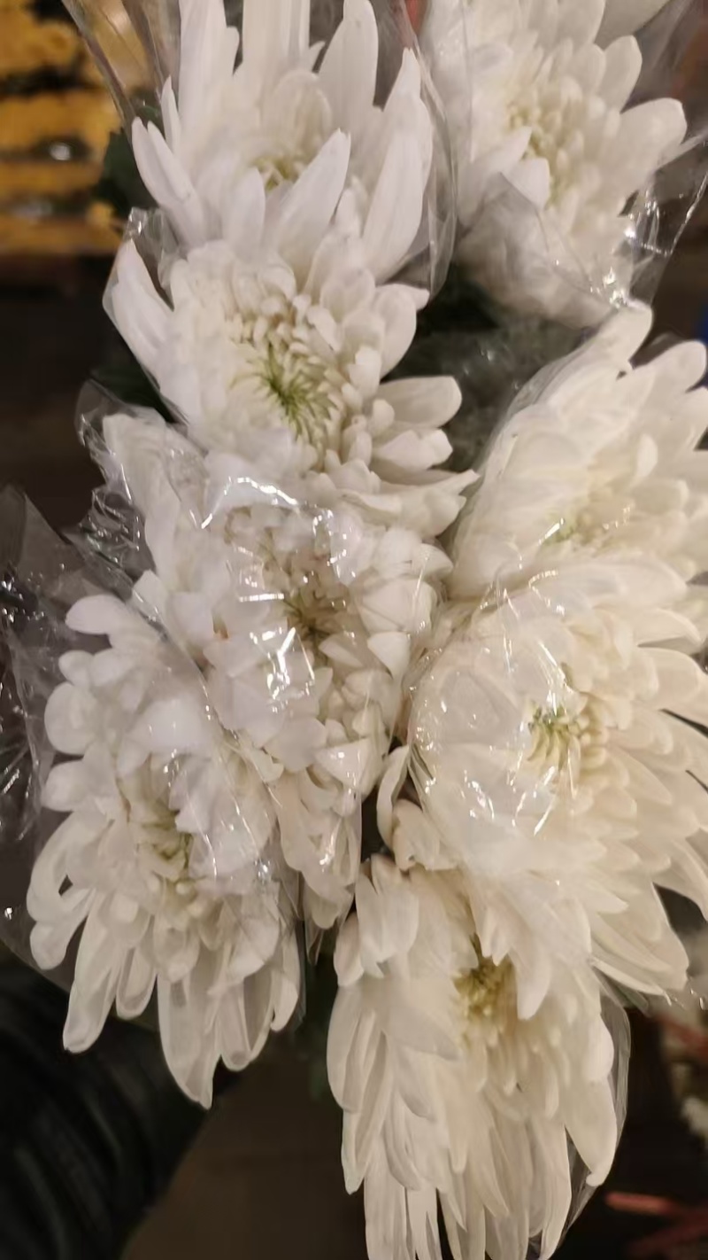 白菊花，黄菊花。常年批发全国发货
