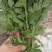 白菊花，黄菊花。常年批发全国发货