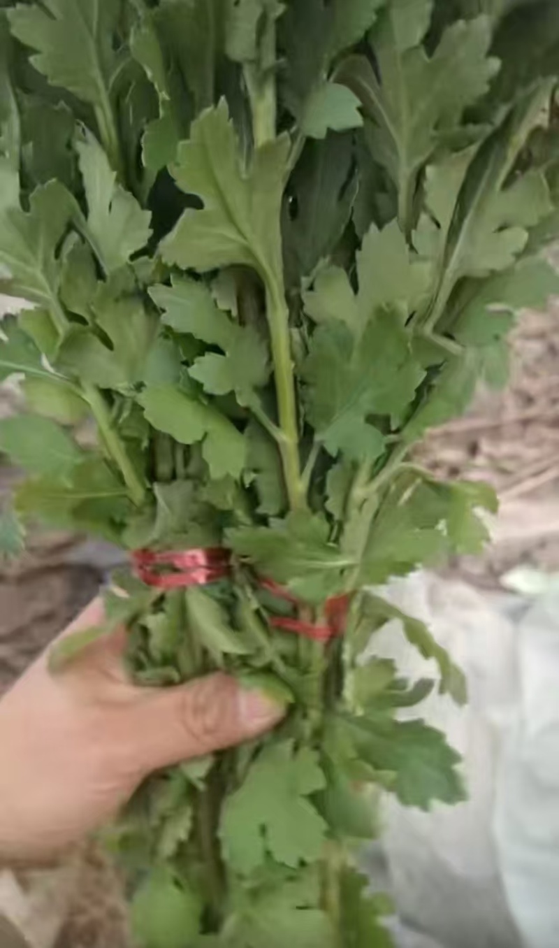 白菊花，黄菊花。常年批发全国发货