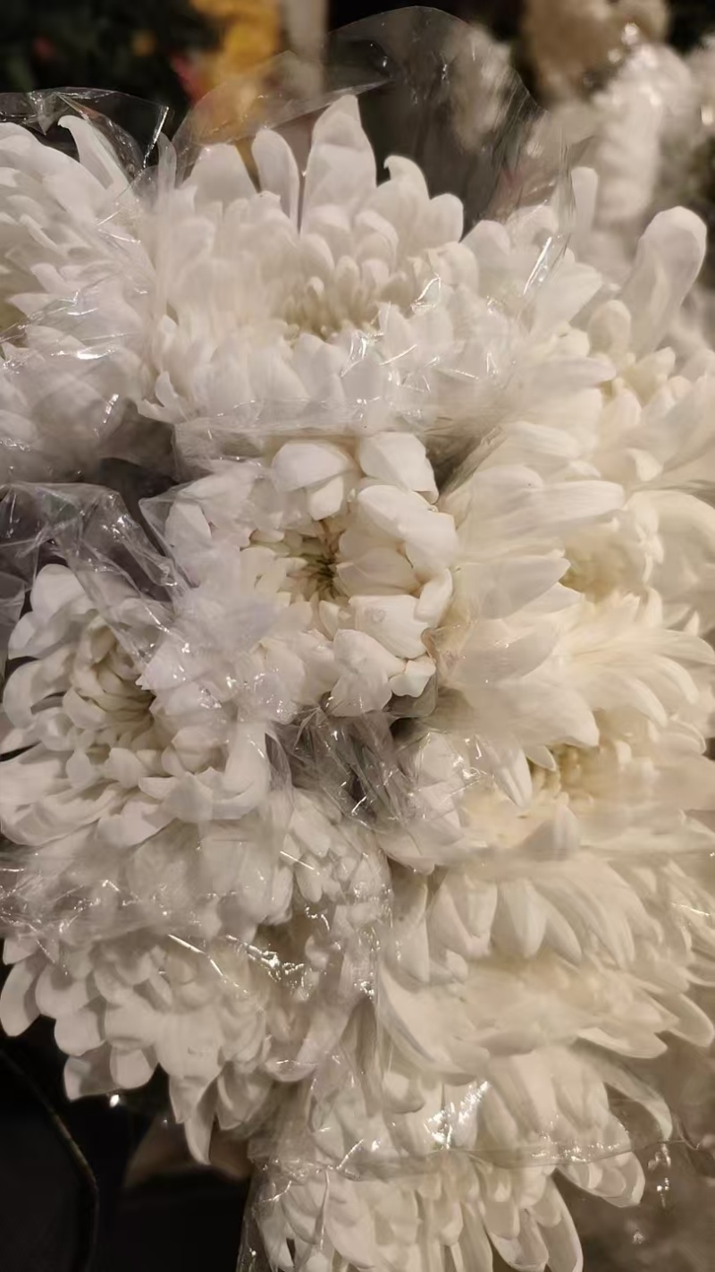 白菊花，黄菊花。常年批发全国发货
