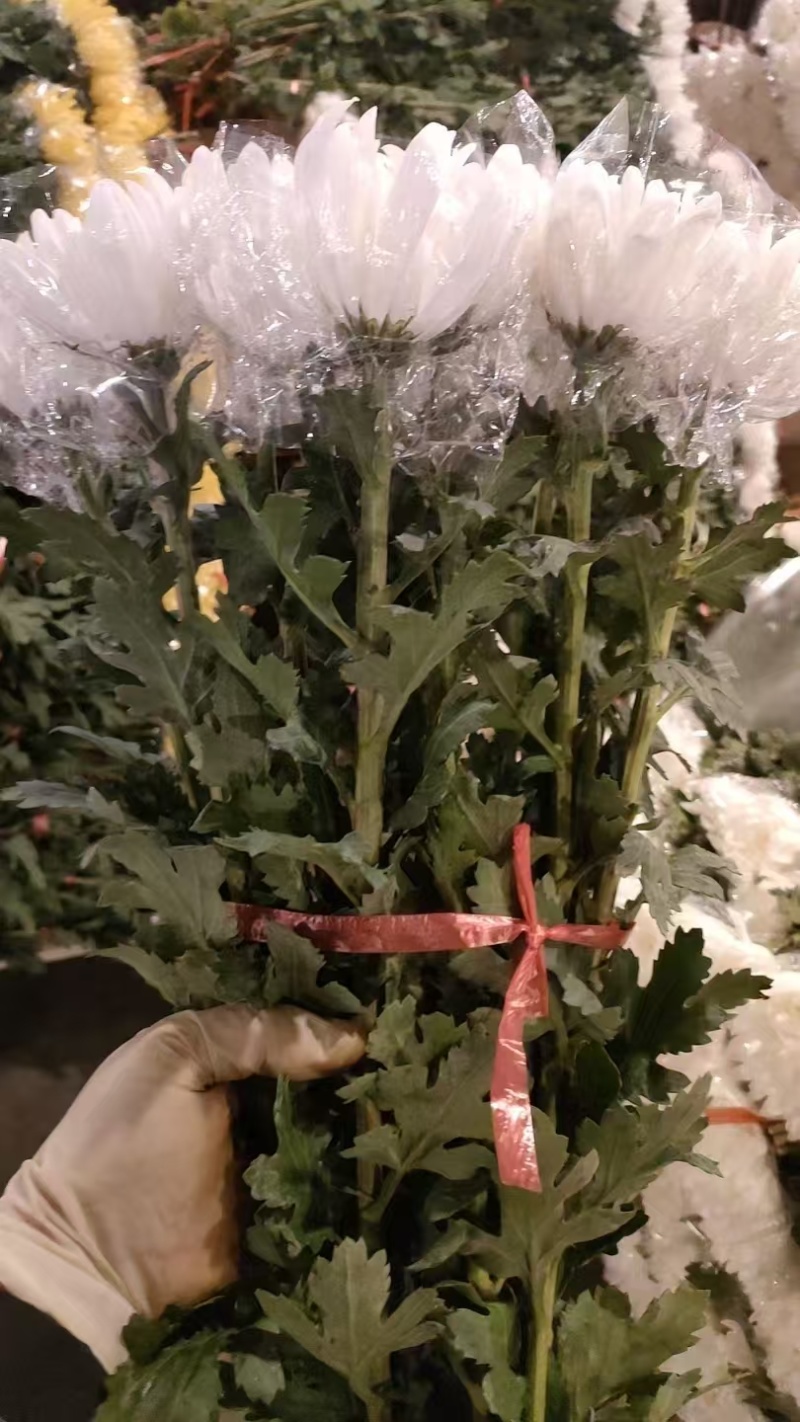 白菊花，黄菊花。常年批发全国发货