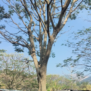 金凤树