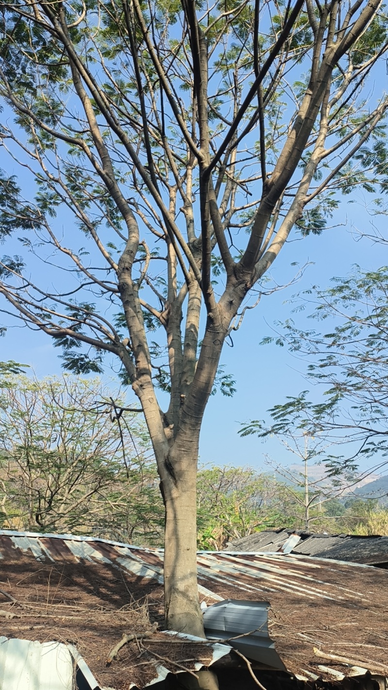 金凤树