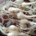 大脑瓜（小根蒜）