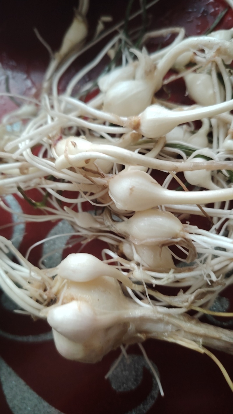 大脑瓜（小根蒜）