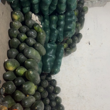黑皮冬瓜