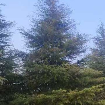 出售雪松2米高----13米高度，规格齐全，