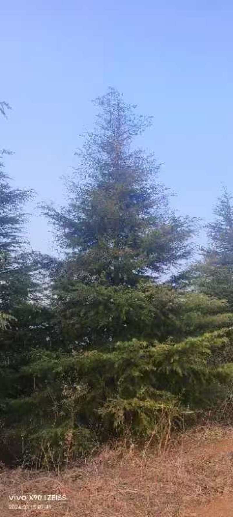 出售雪松2米高----13米高度，规格齐全，