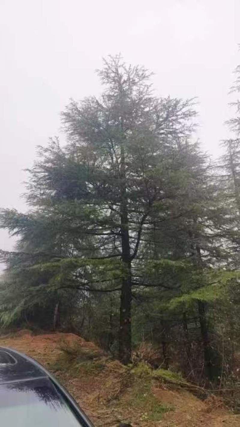 出售雪松2米高----13米高度，规格齐全，